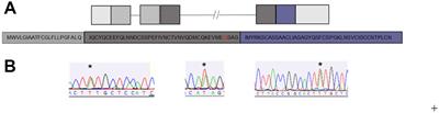 A novel anxiety-associated SNP identified in LYNX2 (LYPD1) is associated with decreased protein binding to nicotinic acetylcholine receptors